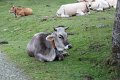 (47) Oh les Vaches